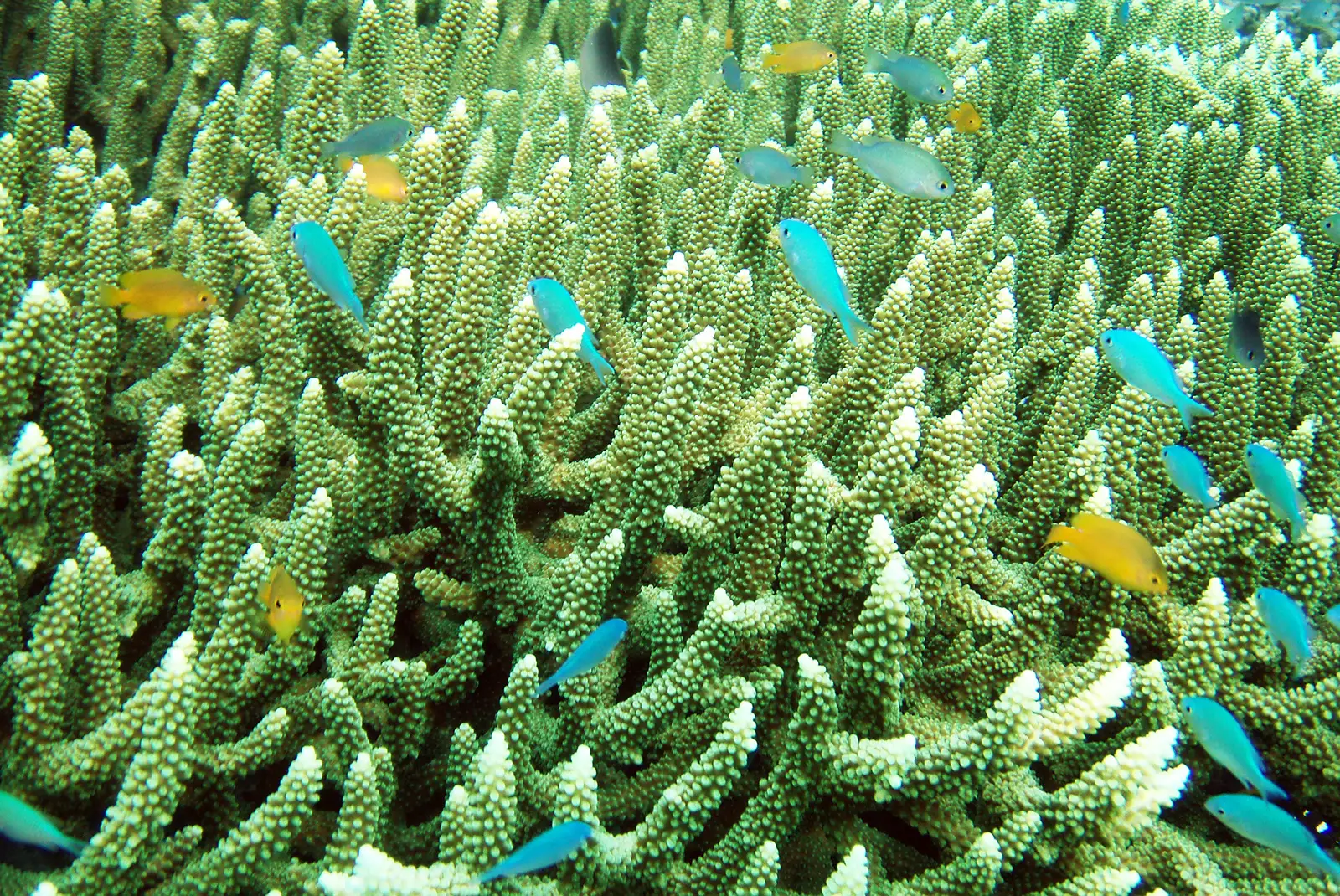 Dense staghorn coral with blue and yellow damselfish sheltering in the branches